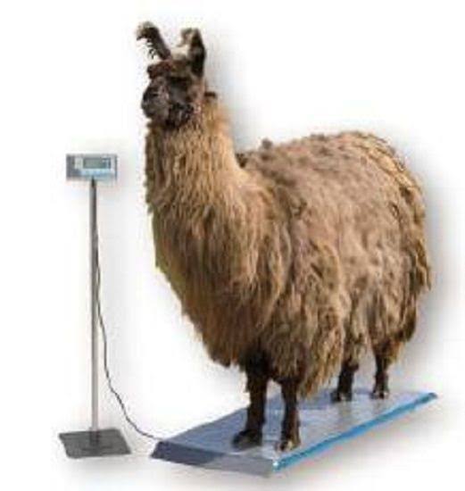 1000lb Veterinary Scale P261966