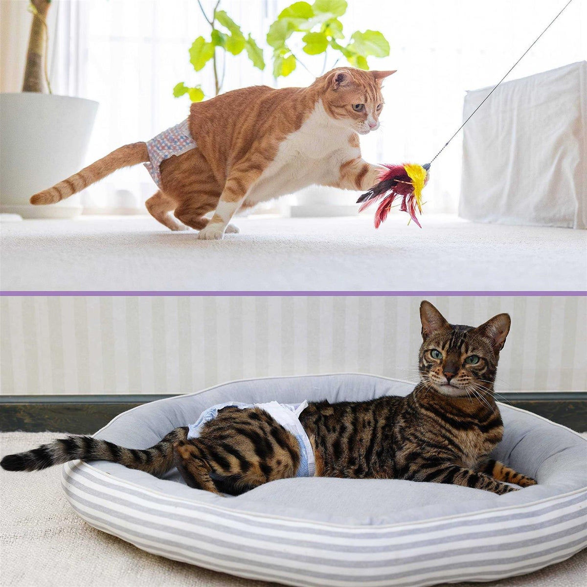 Disposable Cat Diapers W53639