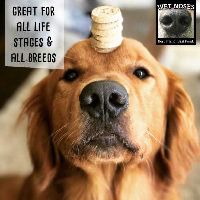 Grain Free Pumpkin Quinoa Dog Treats O629
