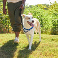 No Pull Harness O842712