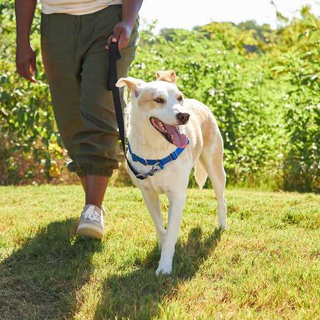 No Pull Harness O842712