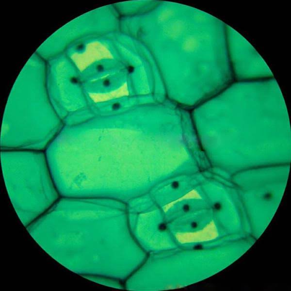 1600X Trinocular Biological Compound Microscope with 14MP Digital Camera U36037