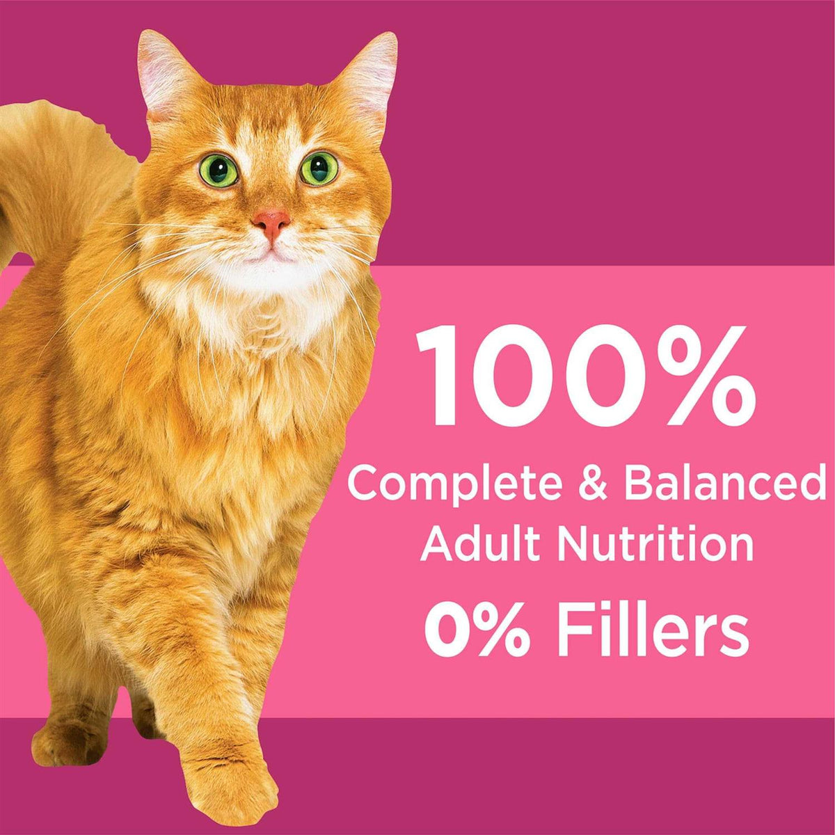 Chicken Adult Urinary Tract Dry Cat Food C594