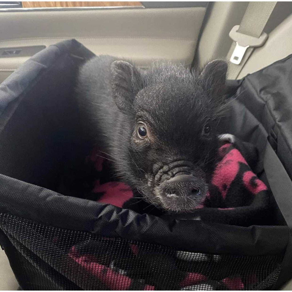 Pet Car Seat A7386